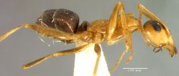 Media type: image;   Entomology 8846 Aspect: habitus lateral view